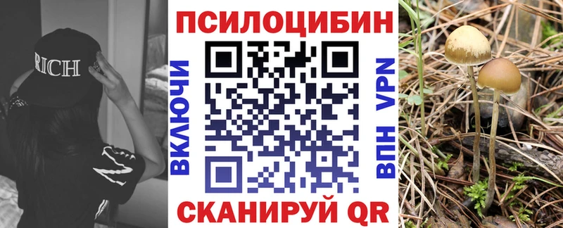 купить   Кинель  МЕГА сайт  shop формула  Псилоцибиновые грибы прущие грибы 